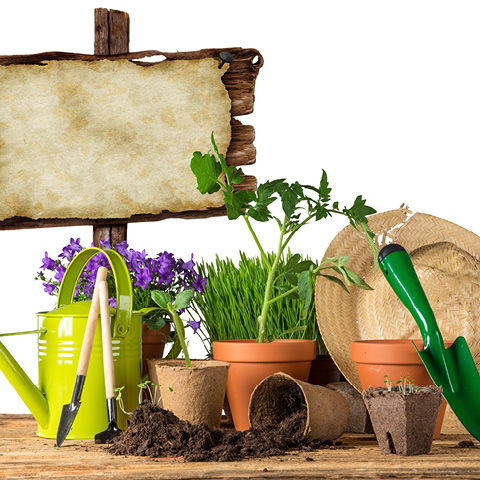 Des outils de jardin et des plantes de jardinage d'extérieur.