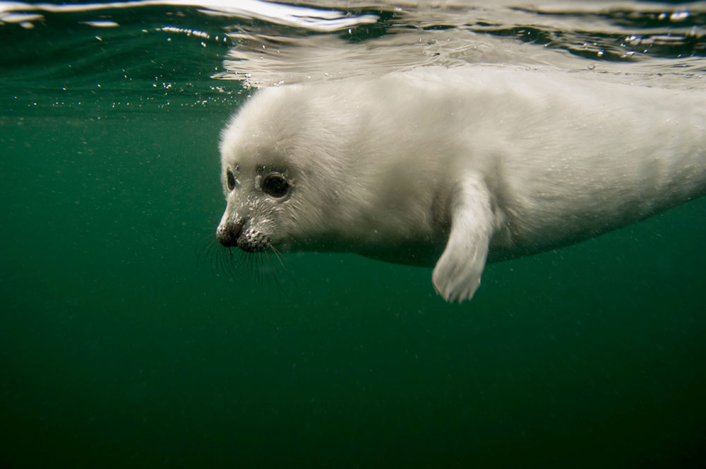 Un phoque arctique dans l'eau 