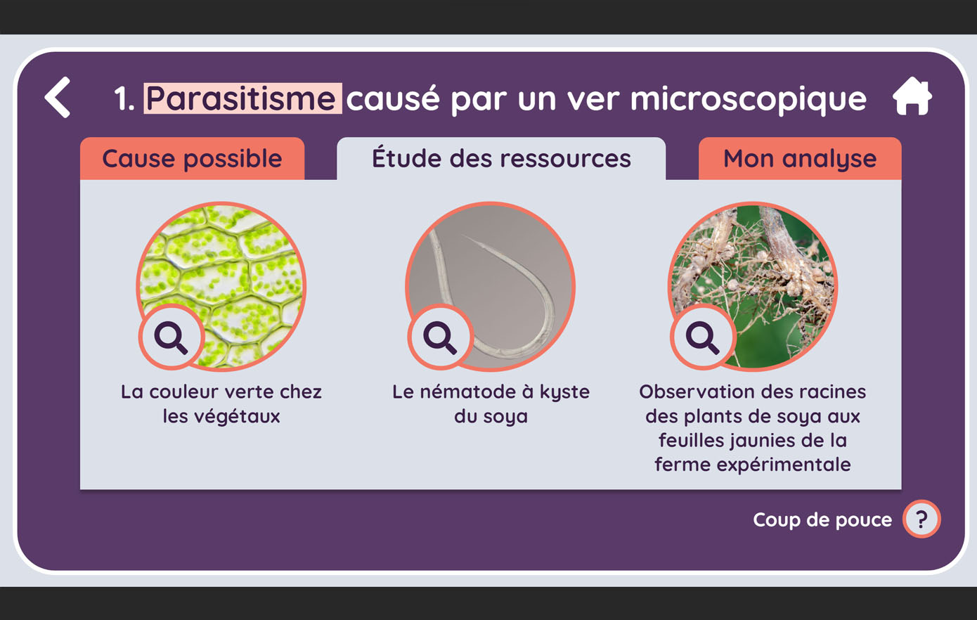 Image de la ressource Sciences 8e : Parasitisme